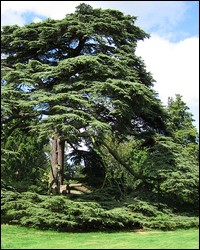 Cedar of Lebanon
