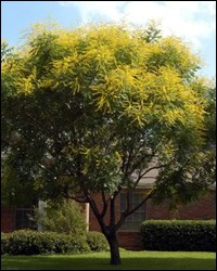 Panicled Goldenraintree